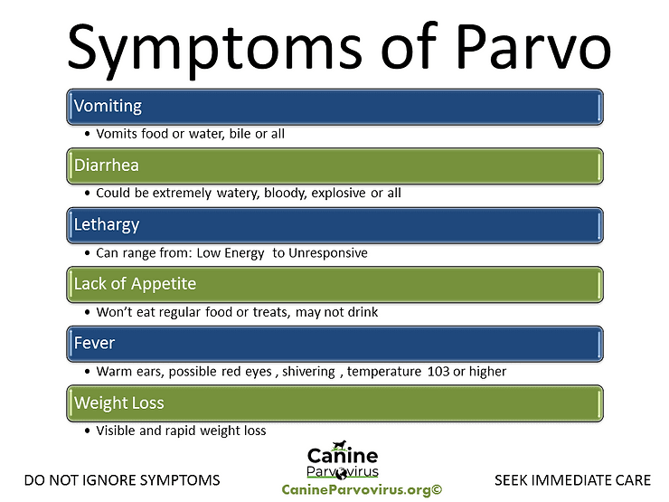 symptoms of parvo in a dog