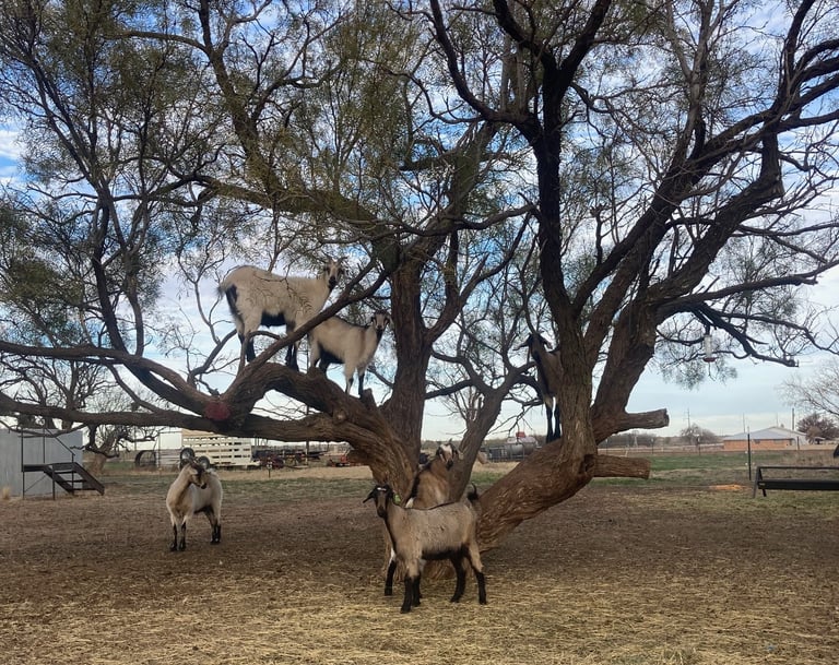 Heritage Texas Range Goats in the 3 goat tree.