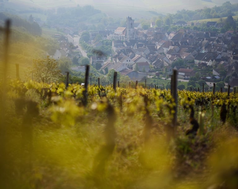vigne du domaine Goisot avec le village en fond