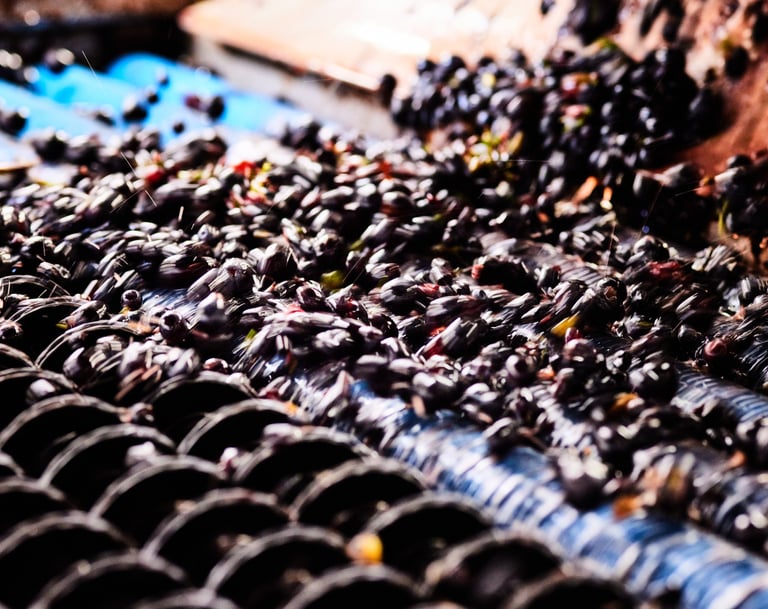 trie des baies de raisin