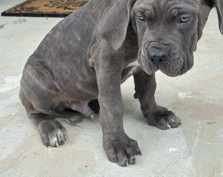 Cane Corso Puppies for Sale