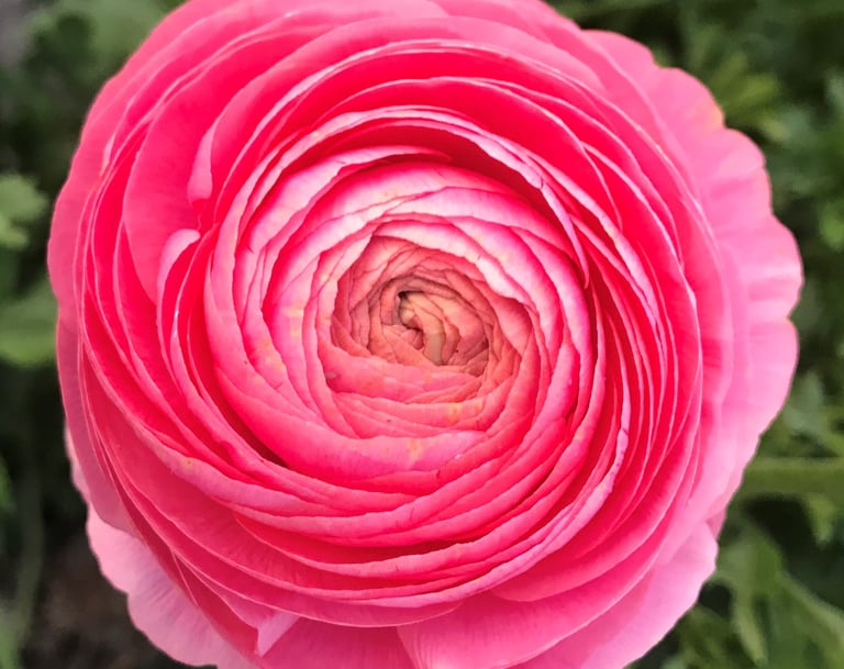 Ranunculus Flower