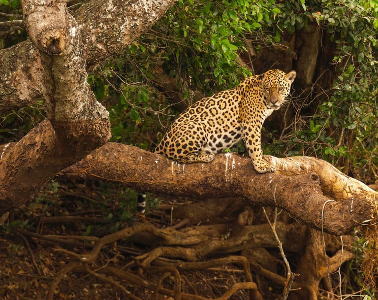 Jaguar Siting on the tree