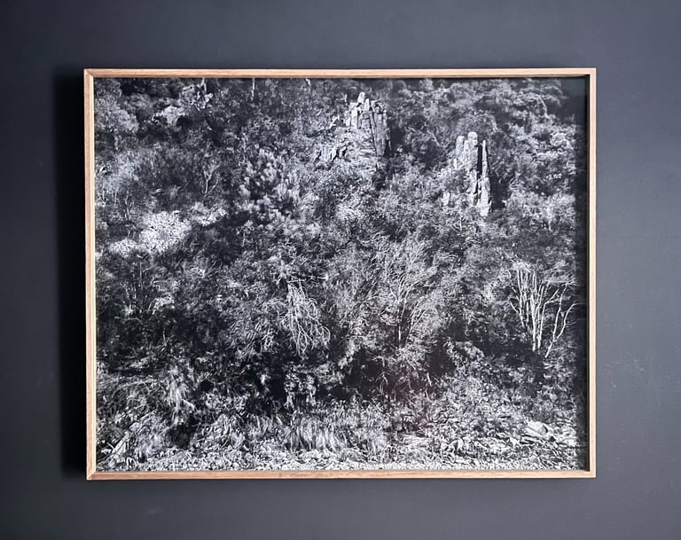 Photo noir et blanc, forêt, Pierre Thoretton