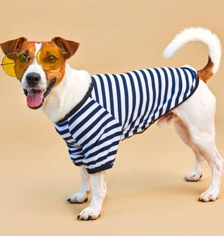 Un adorable Jack Russell Terrier con una camiseta de rayas azules para perros y gafas de sol amarillas.