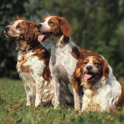 BRITTANY SPANIEL