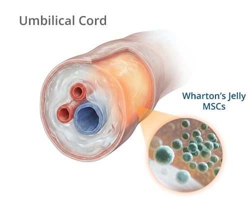 Diagram of human umbilical cord cross-section showing Wharton's Jelly MSCs for regenerative medicine.