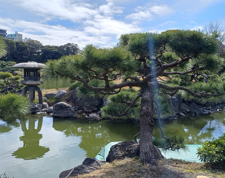 Club d'Aïkido de Mérignac Matsukazé