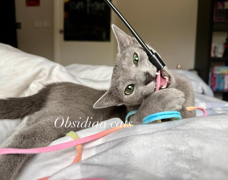 obsidian cats bleu russe