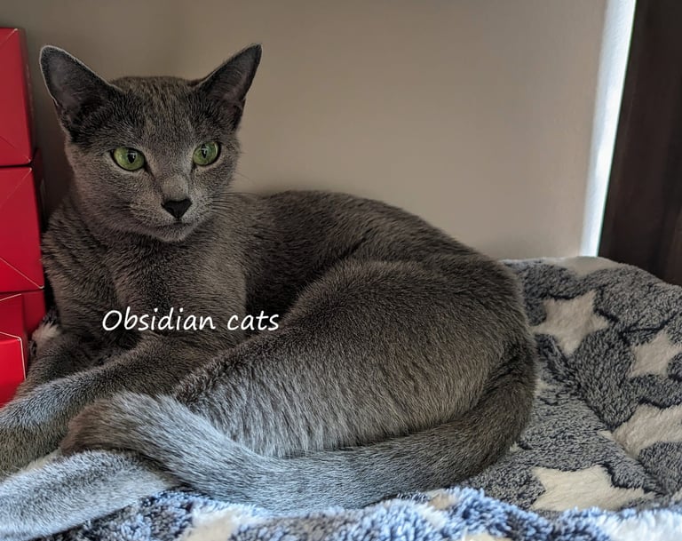 chat bleu russe chatterie Obsidian cats