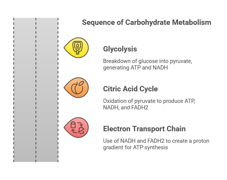carbohydrate metabolism sequence 1