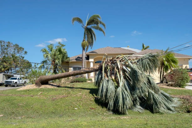 fallen palm tree