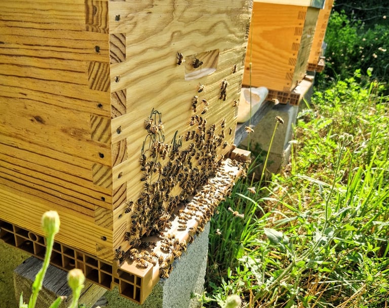Ruche avec abeille à la ferme gourmande