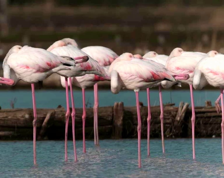 a group of flamingos standing in a row of flamingos