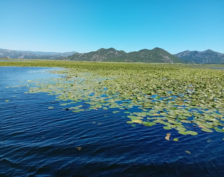 a lake with lily pads and lily pads on the water