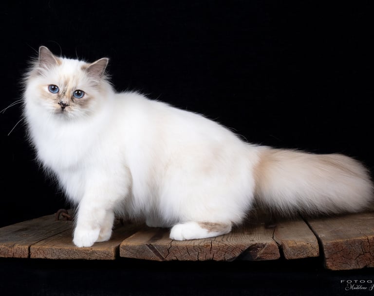 Blåskilpaddemasket Hellig Birma | Supreme Champion Sabine Annebelle