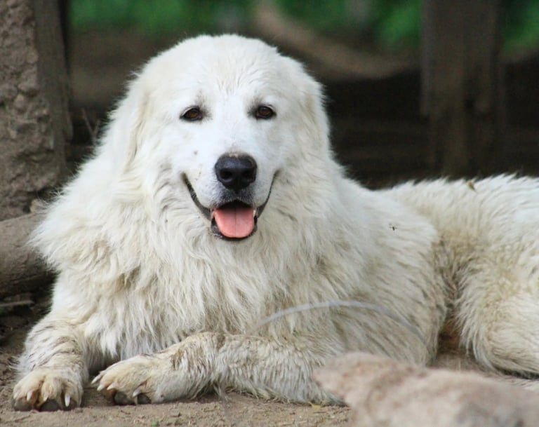 Ciro, perro Pastor Maremmano-Abruzzese adulto en el campo