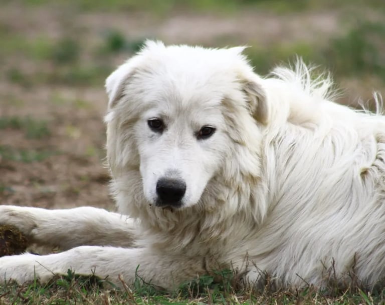 Camada de cachorros Pastor Maremmano-Abruzzese