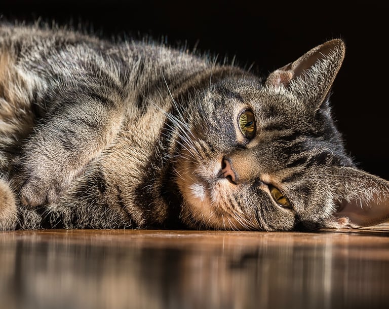 montreal qc pet photographer Ilana Block