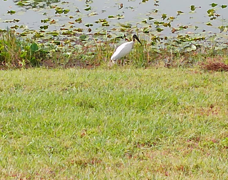 Woodstork