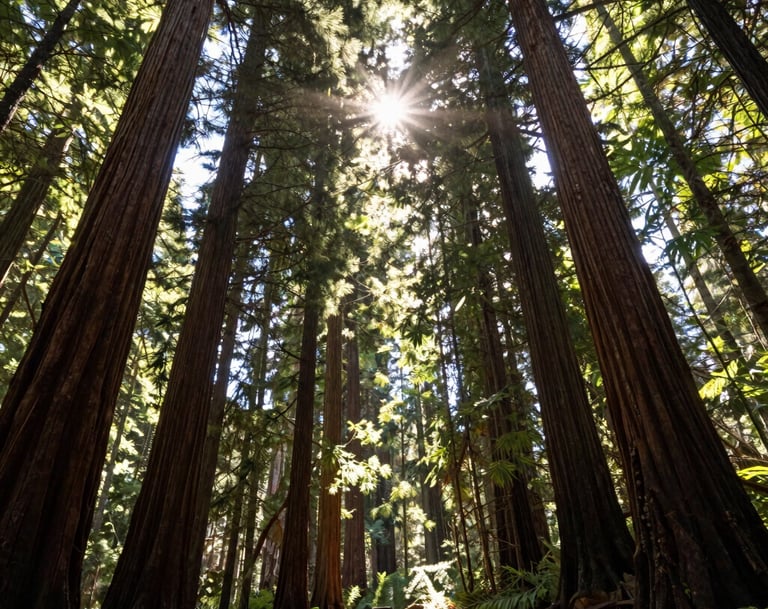 A vertical shot from the forest floor looking up, showing bright sunbeams filtering through the canopy of tall redwood trees in a US national park, creating a serene and immersive atmosphere.