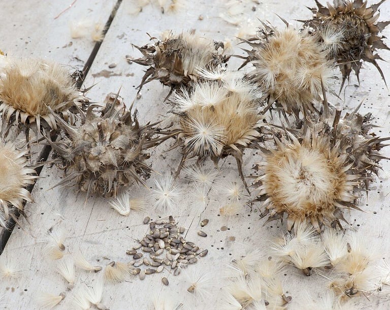 milk thistle seeds