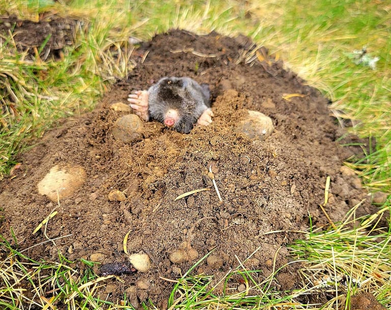a pink nosed mole on top if a mound of fresh dirt with green and brown grass and autumn brown maple leaves