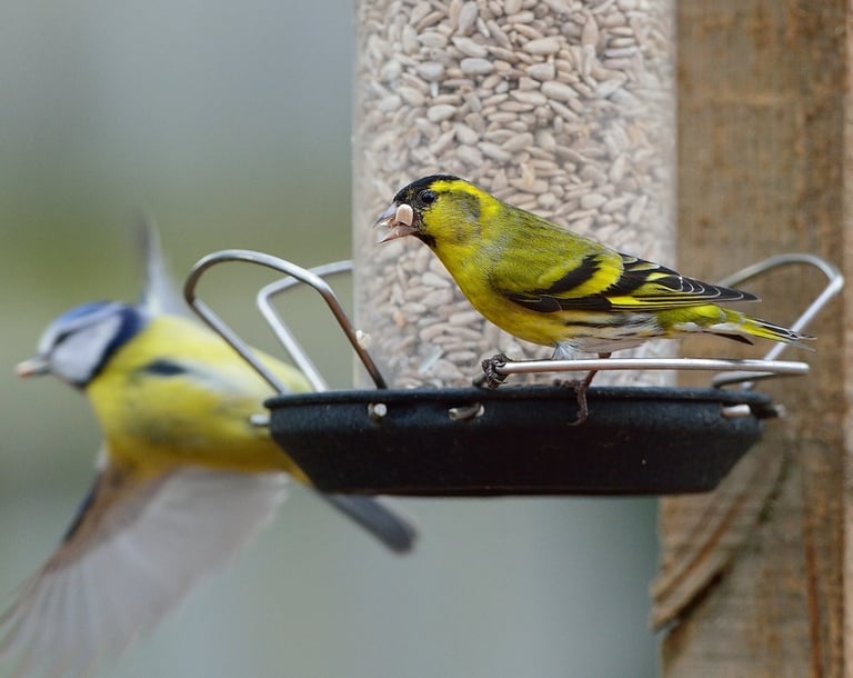 Siskin & blue tit on a bird feeder