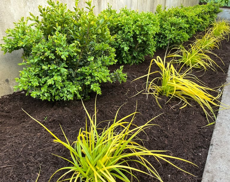 Boxwoods Sedges