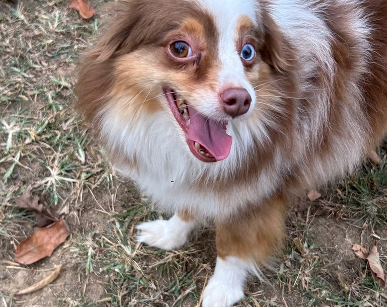Happy dog at boarding from Lebanon tn!