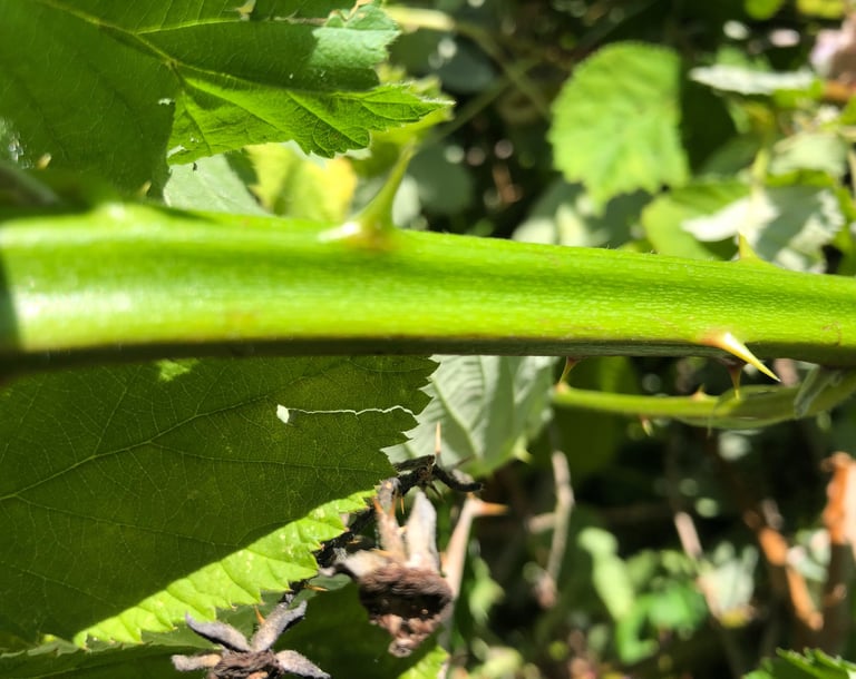 a close up picture of a blackberry cane with thorns