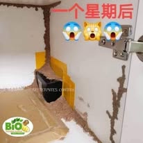 Fast-acting results showing active termite mud tubes on a Bio Termite bait box just one week after.