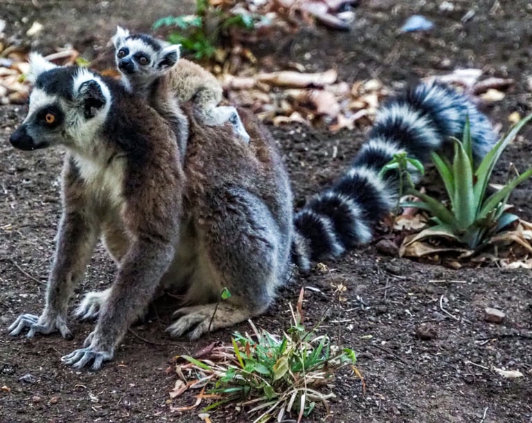 Jet to Madagascar to visit its wildlife safaris to meet the lemurs & other unique creatures