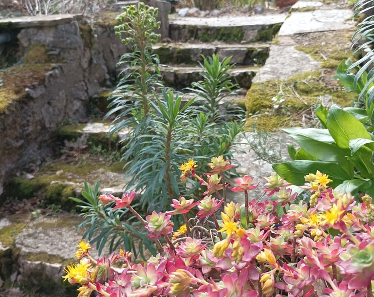 creeping ground cover sedum