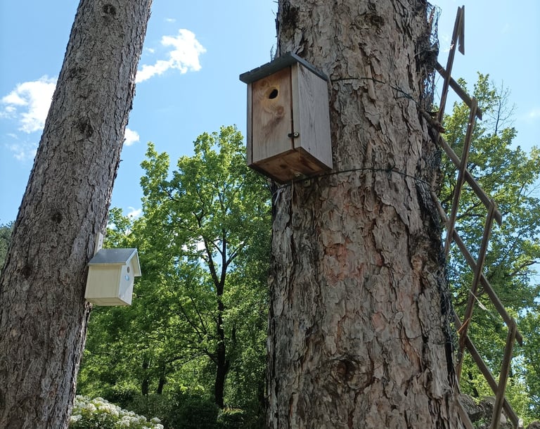 Blue tits are raising their young