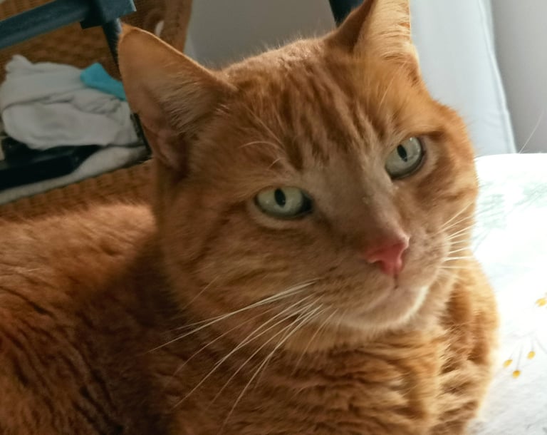 Léo
