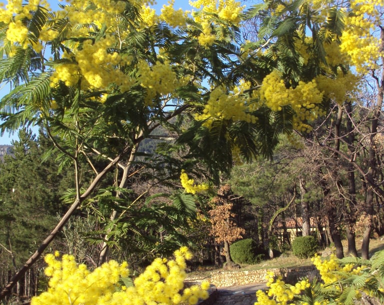Our garden Mimosa