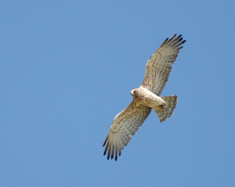 short toed snake eagle