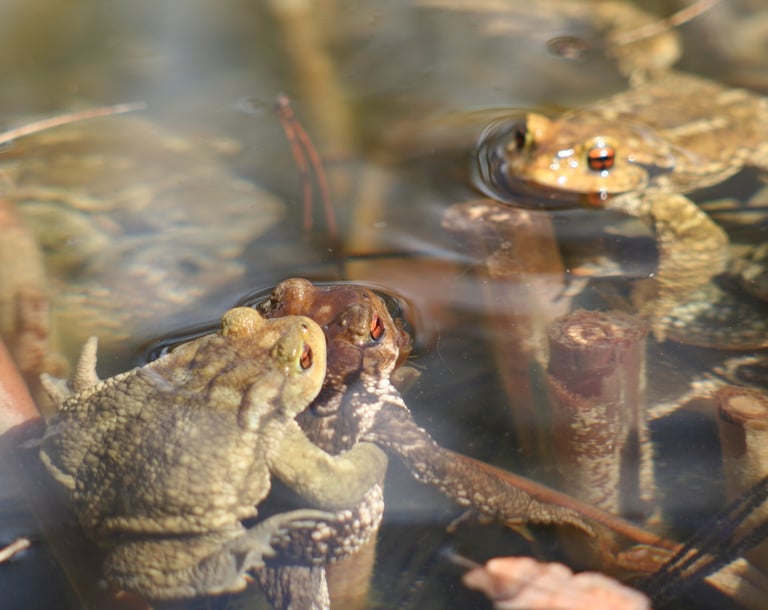 Toad visitors to our pond