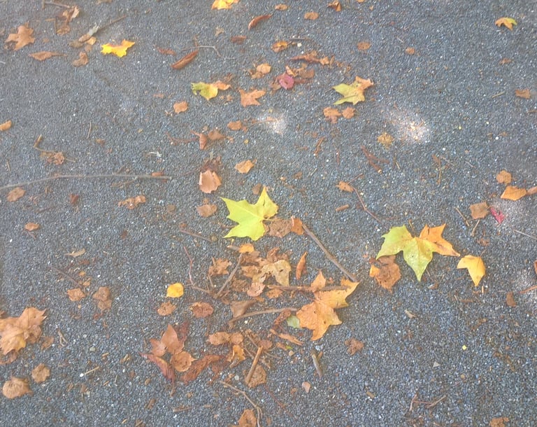 Autumn leaves