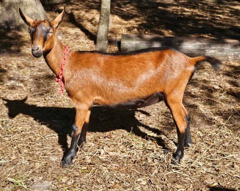 Young oberhasli goat doe standing in sun with shiny coat