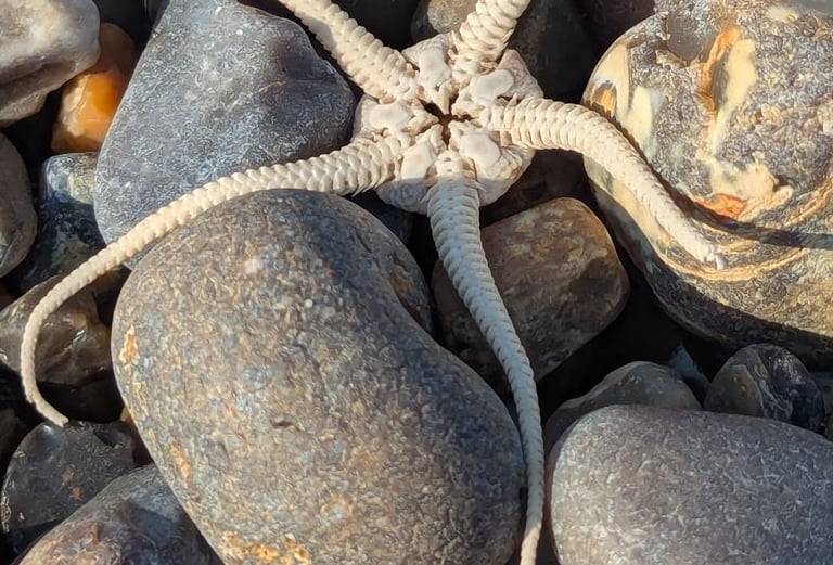 Brittle star starfish, found on the beach in Suffolk, nestling among pebbles of different colours.