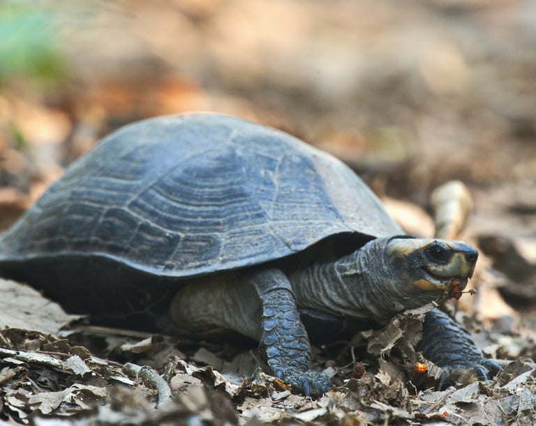 turtle in Bardiya