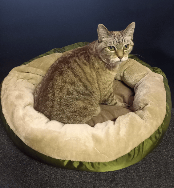 QC Manager testing the pet cushion