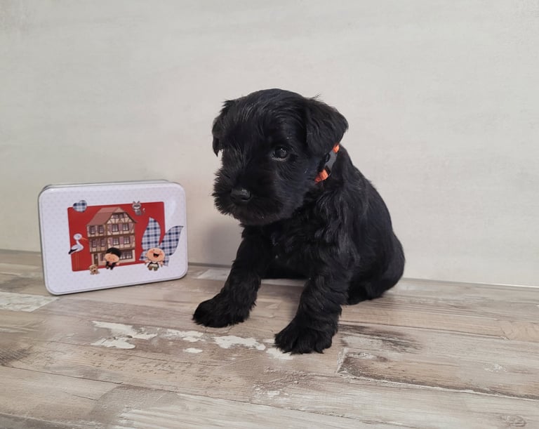 Chiot Schnauzer nain