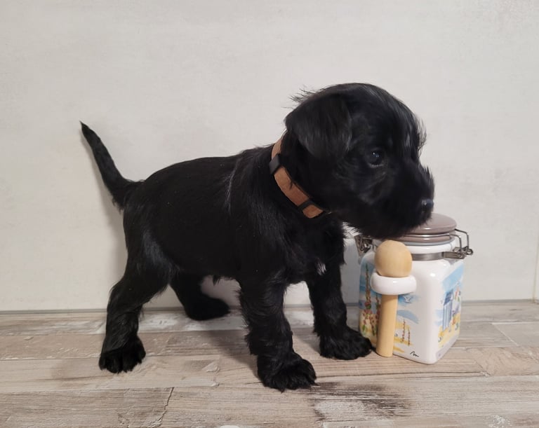 Violette, bébé Schnauzer nain noir