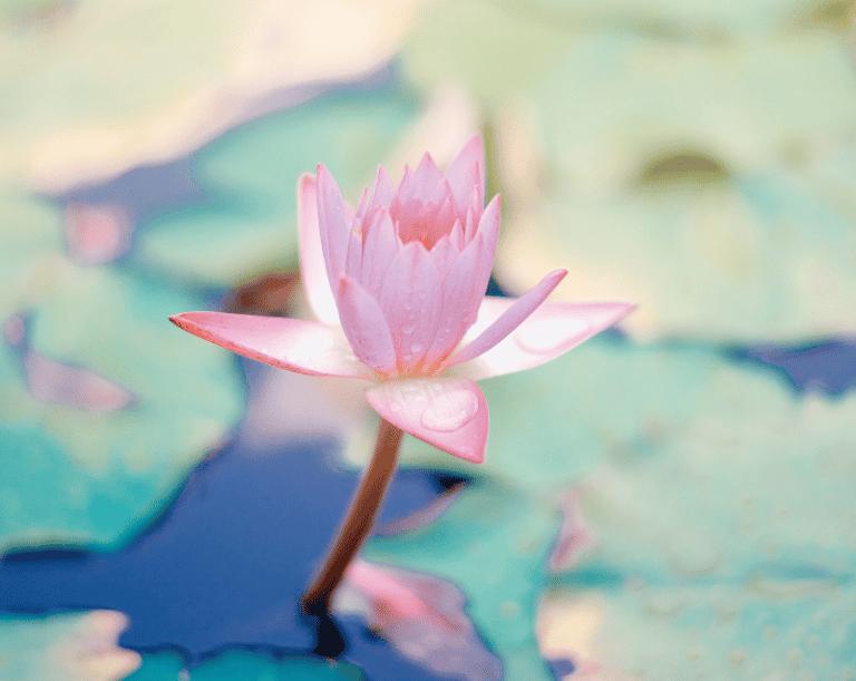 Water Lily flower in a pond 
