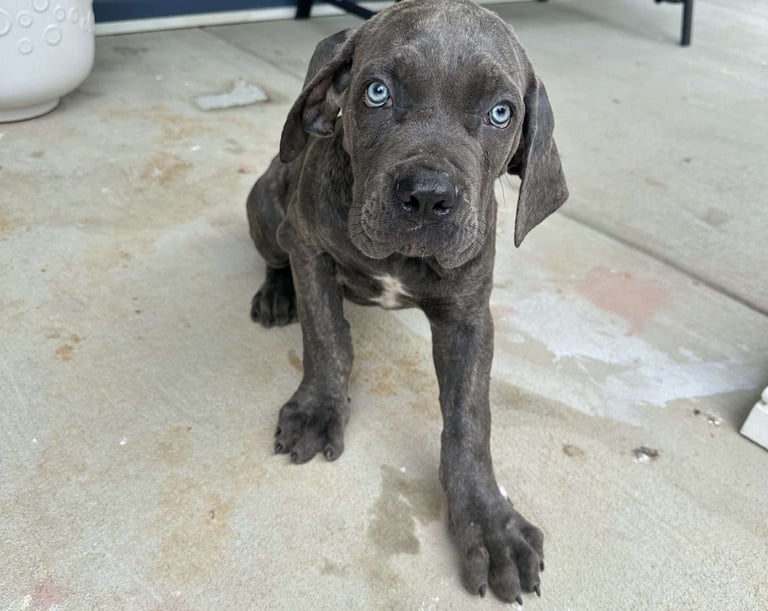 Cane Corso Puppies for Sale