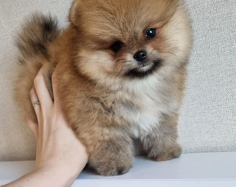 Teacup Pomeranian Puppies for Sale