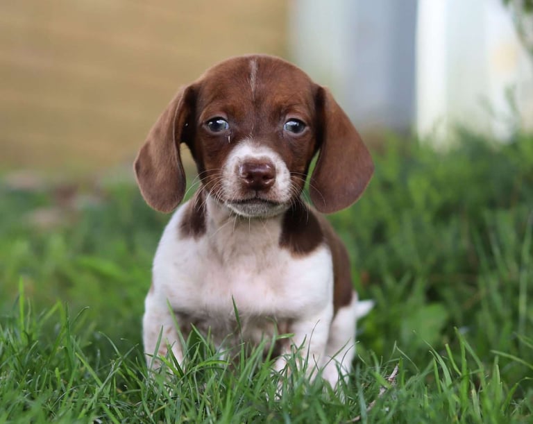 Dachshund puppies for sale
